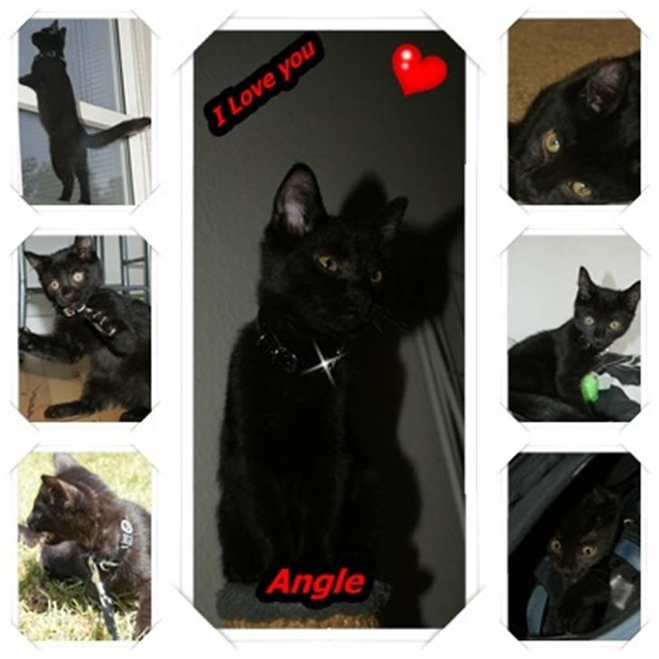 Blanding af racer Angle  - En blandig af nogle gode billeder af Angle min elskede lille skat.. :D Jeg elsker dig af hele mit <3 skat..  billede 1