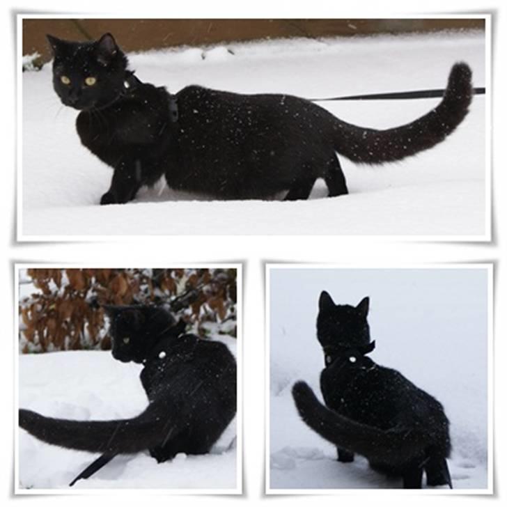 Blanding af racer Angle  - Angel´s første dag i sneen.. Vinter 2010.. :D billede 2