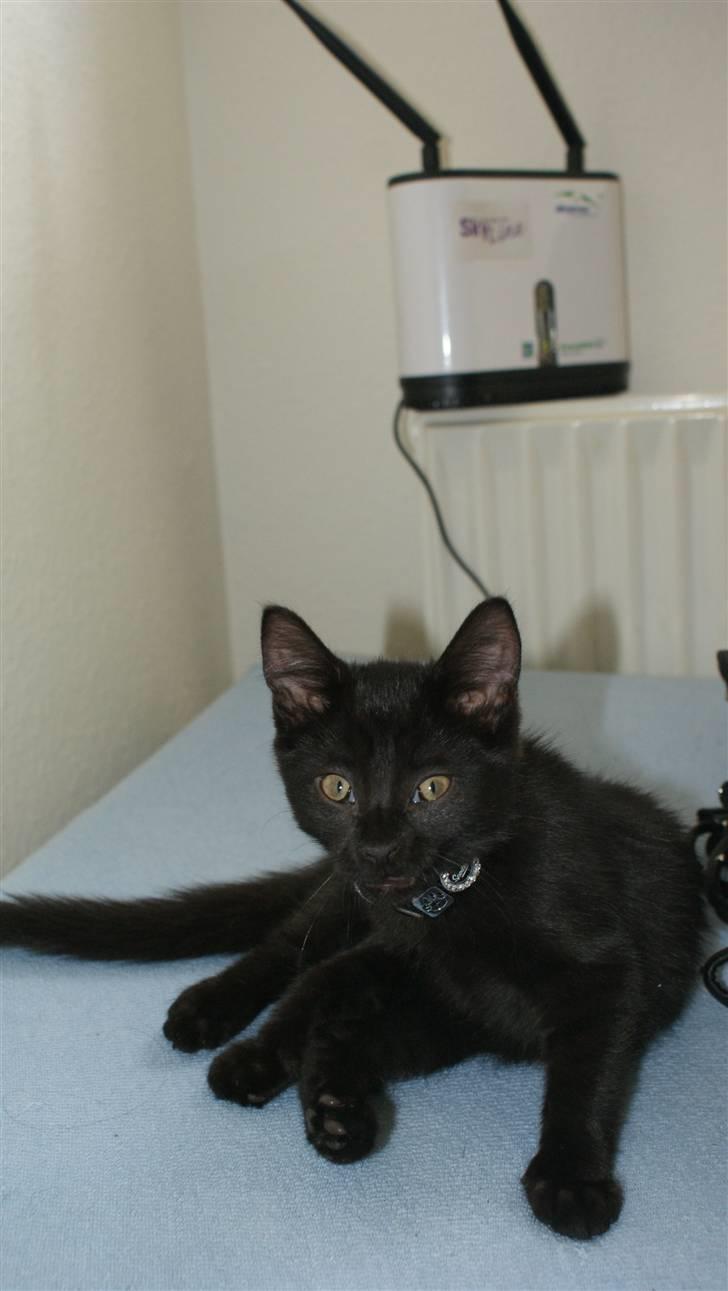 Blanding af racer Angle  billede 5