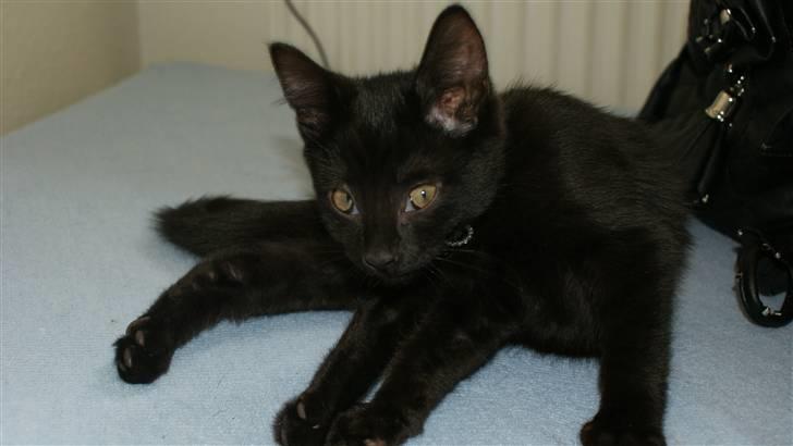 Blanding af racer Angle  billede 6