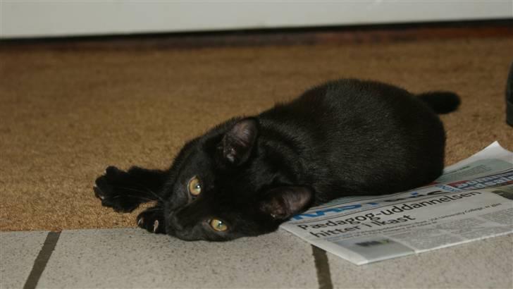 Blanding af racer Angle  - Så er der dømt slap af tid på måtten i gangen efter en go gang lej med musen.. :) billede 7