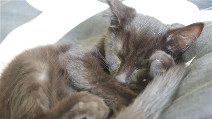 Blanding af racer Angle  - Zzzzzzzzzzz..... billede 8