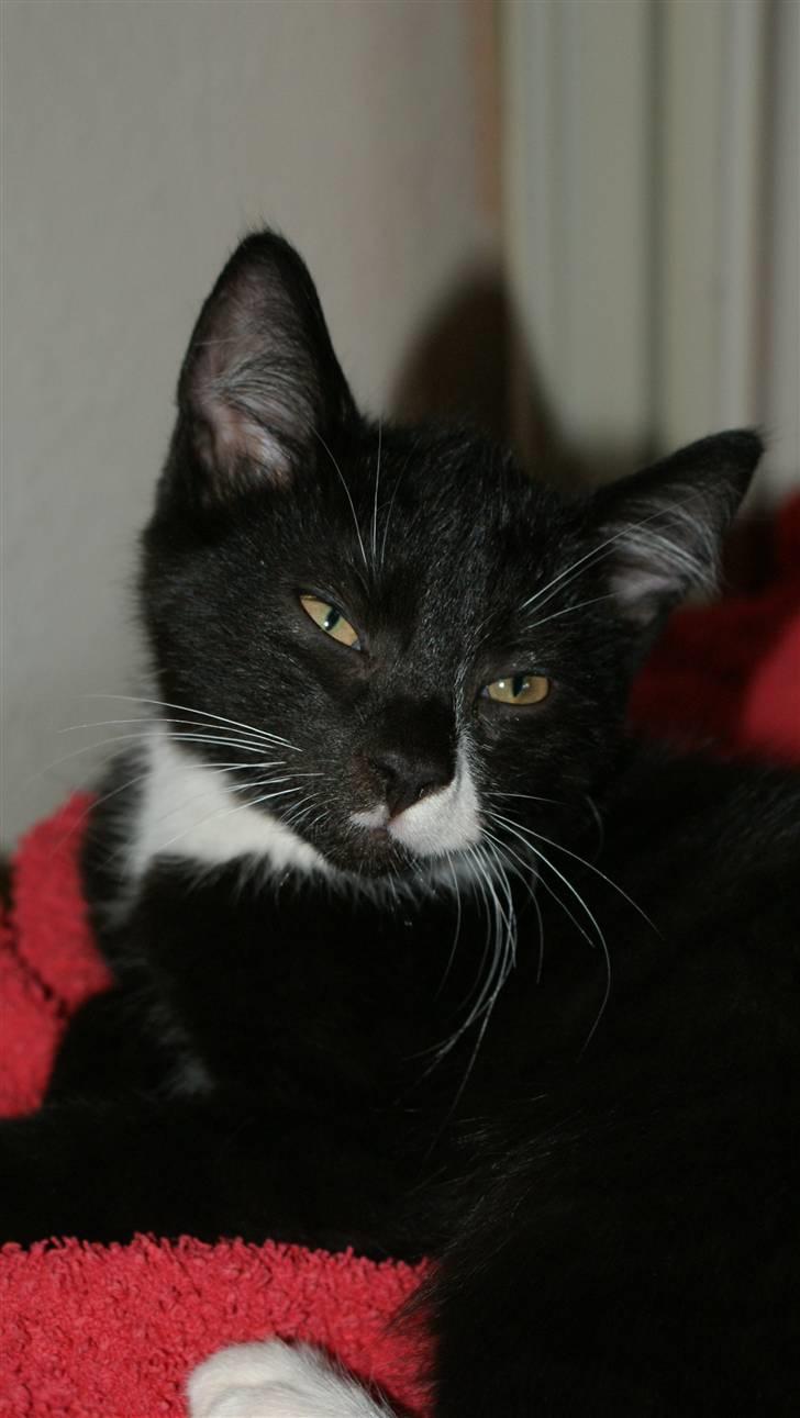 Blanding af racer James billede 1