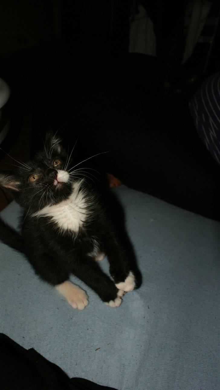 Blanding af racer James billede 2