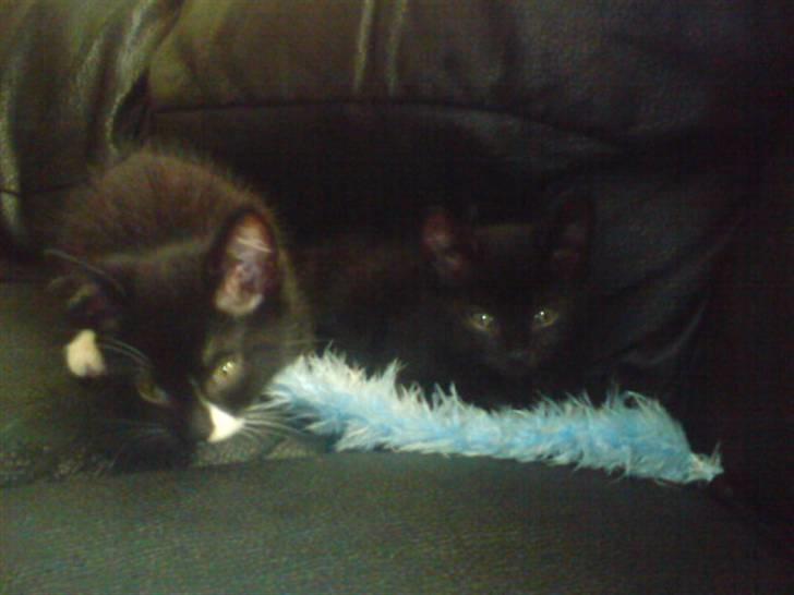 Blanding af racer James billede 6