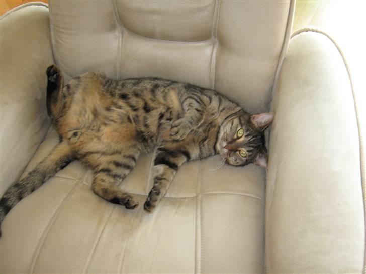 Huskat Mayer billede 9