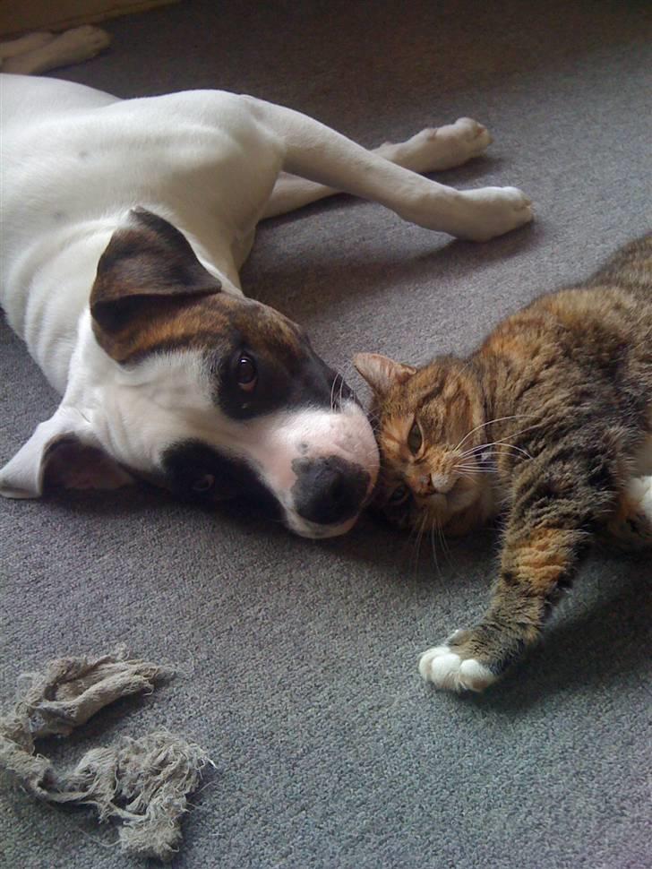 Blanding af racer Bøllemis Aka Daisy - Freja & Bølle :) billede 8