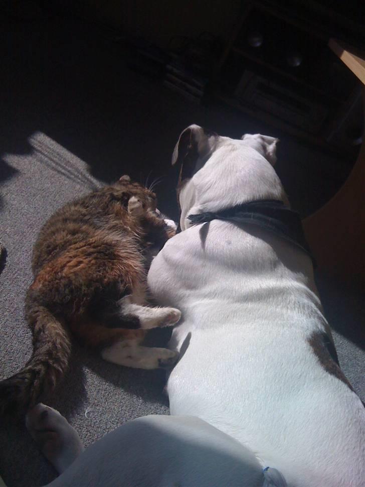 Blanding af racer Bøllemis Aka Daisy - Hun følger den kat overalt ! det er bare hendes billede 9