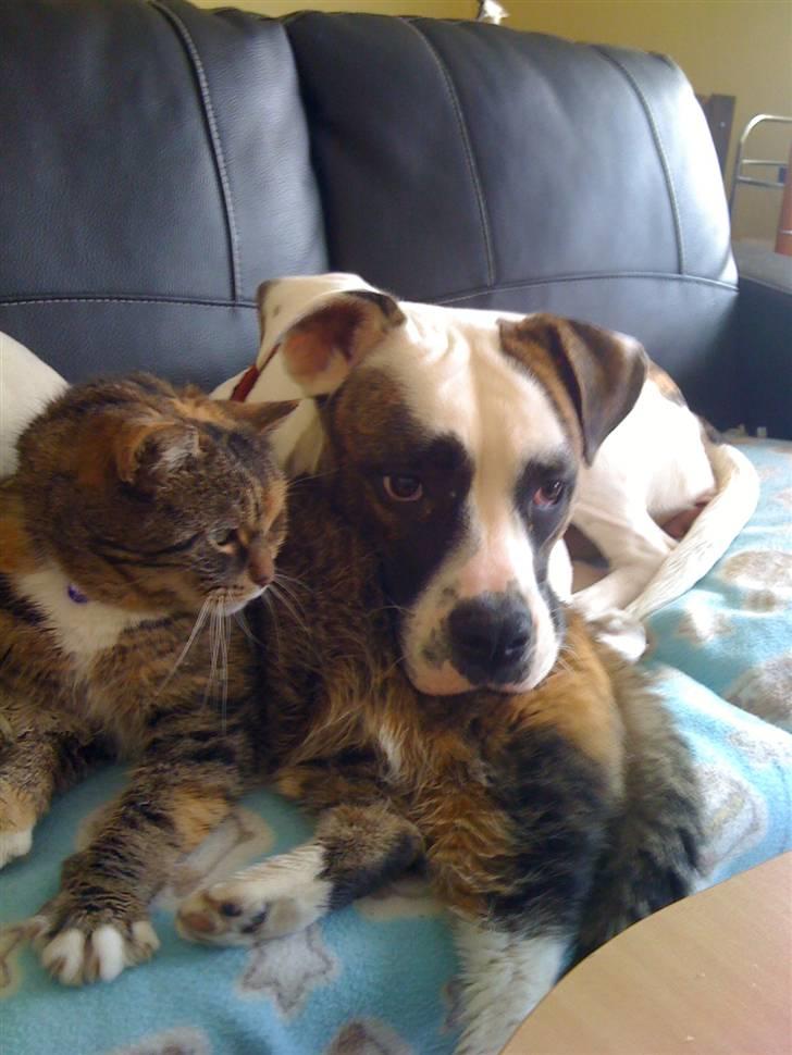 Blanding af racer Bøllemis Aka Daisy - Ingen ska tage min Bølle billede 10