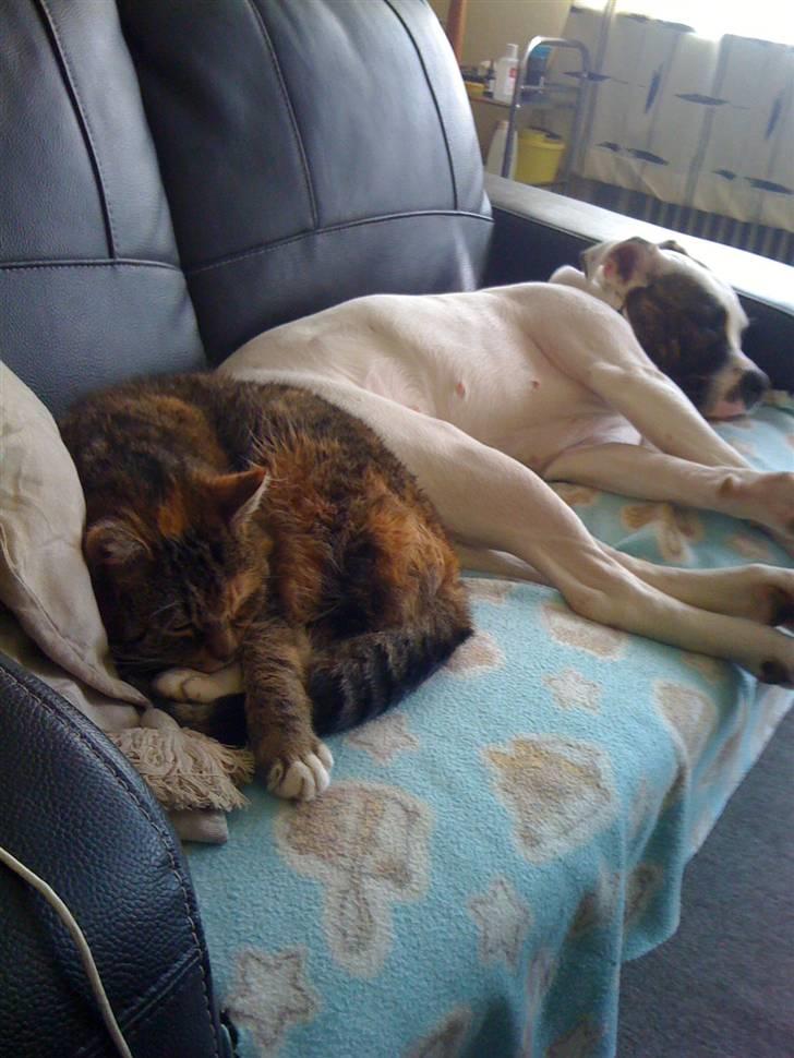 Blanding af racer Bøllemis Aka Daisy - Bølle & Freja billede 11