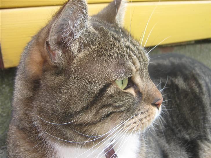 Huskat Frederik (himmelkat) - Frederik din smukke kat <3 :* I Love You billede 1