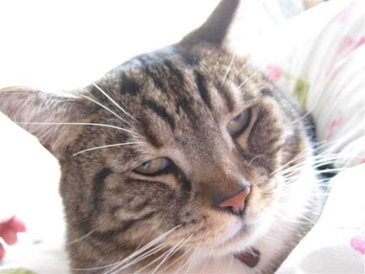 Huskat Frederik (himmelkat) - Billederne har jeg selv taget af min mormors smukke kat frederik <3 ;´) billede 2