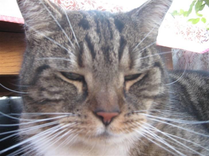 Huskat Frederik (himmelkat) - Du er så beautiful and Cute =D billede 3