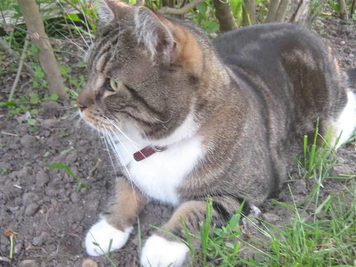 Huskat Frederik (himmelkat) - Ligge han ved hæggen og kigger ind til naboerne d´: billede 4