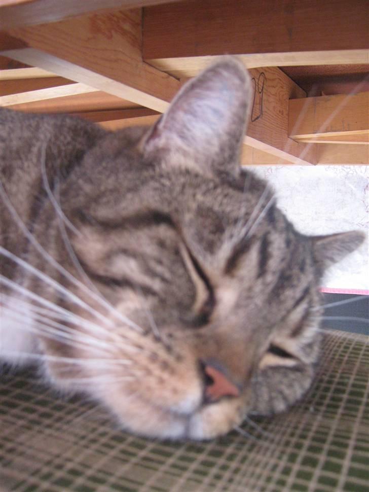 Huskat Frederik (himmelkat) - Nårh nu ligger han og sover den søde dreng :´) Flere billeder kommer sener <3 =) billede 5