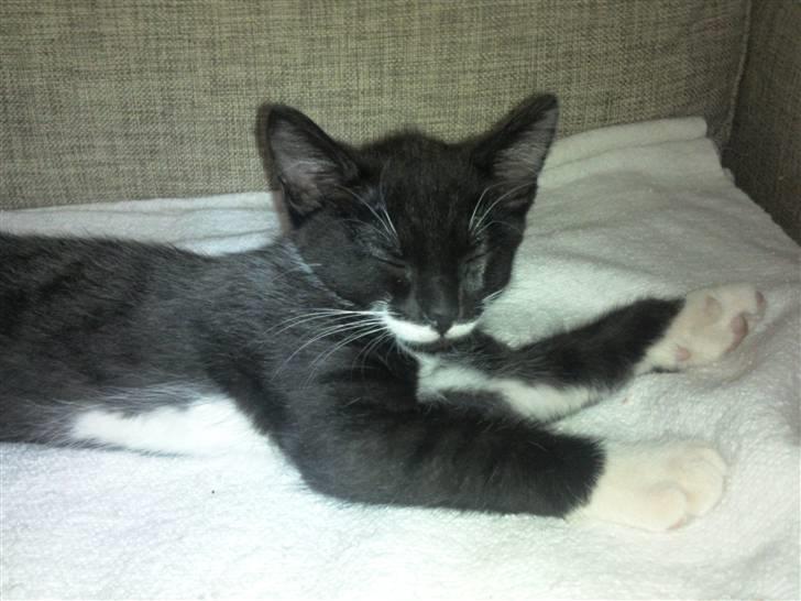 Huskat Dupont billede 1