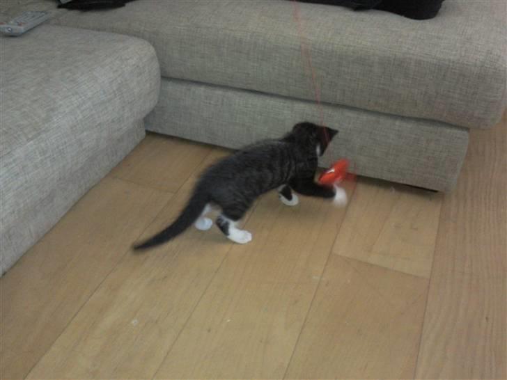 Huskat Dupont billede 2