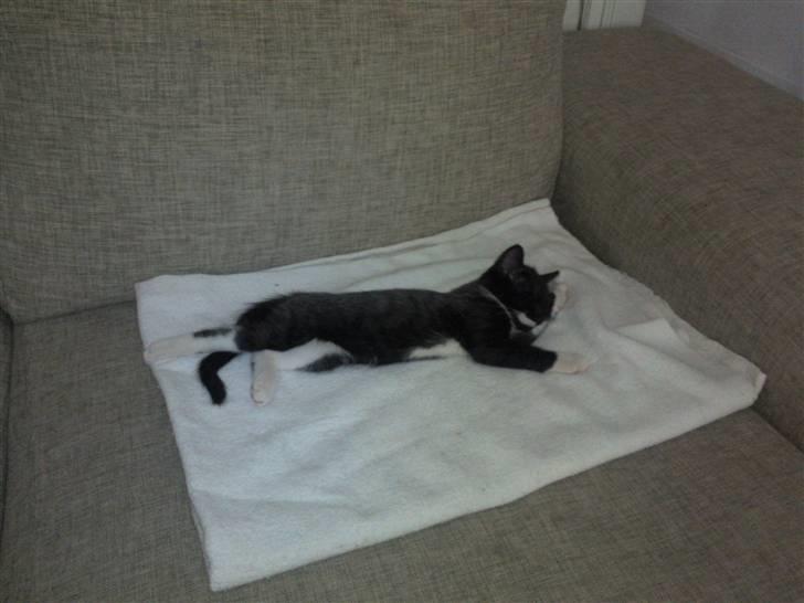 Huskat Dupont billede 3