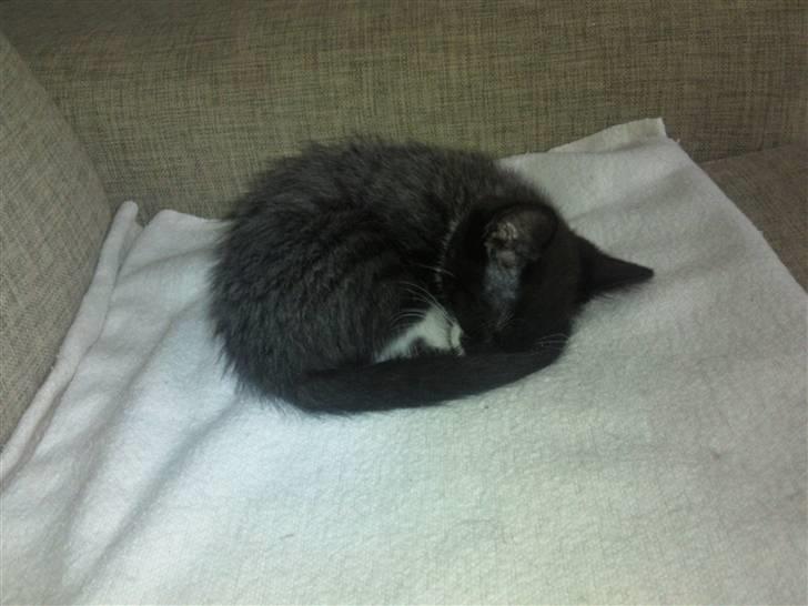 Huskat Dupont billede 4