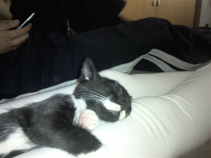 Huskat Dupont billede 5