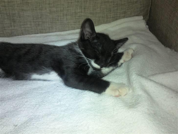 Huskat Dupont billede 6