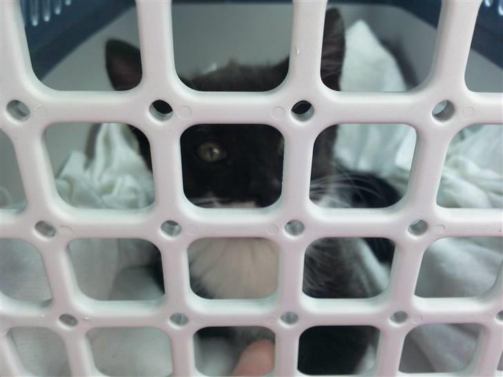 Huskat Dupont billede 7