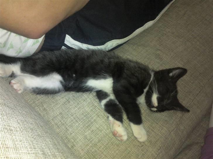 Huskat Dupont billede 8