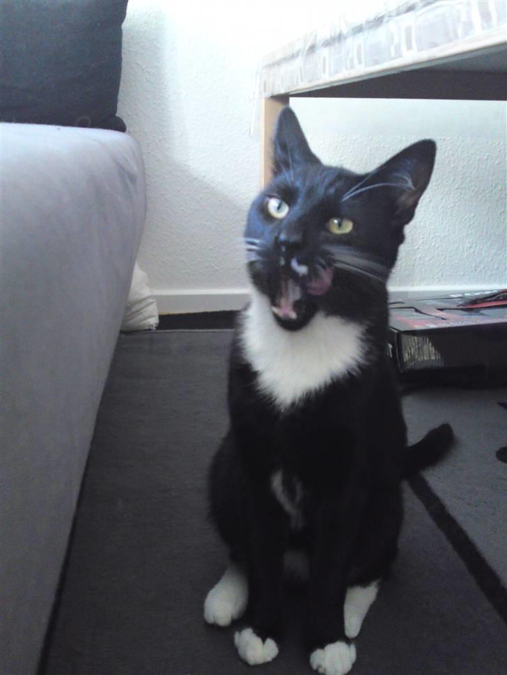 Huskat Joey *R.I.P. skattedreng* billede 1