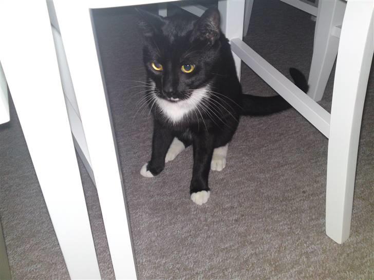 Huskat Joey *R.I.P. skattedreng* billede 2