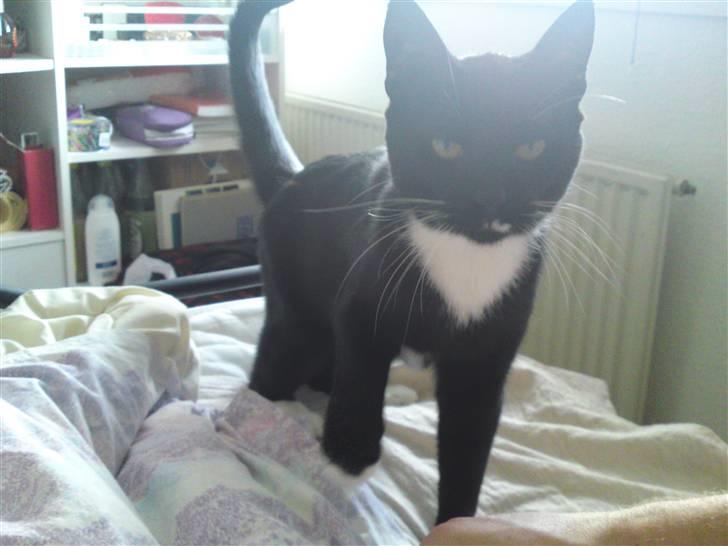 Huskat Joey *R.I.P. skattedreng* billede 3