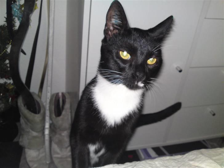 Huskat Joey *R.I.P. skattedreng* billede 4