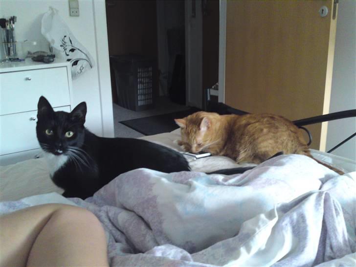 Huskat Joey *R.I.P. skattedreng* billede 5