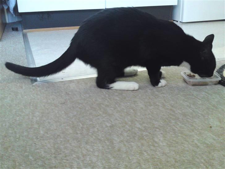 Huskat Joey *R.I.P. skattedreng* billede 6