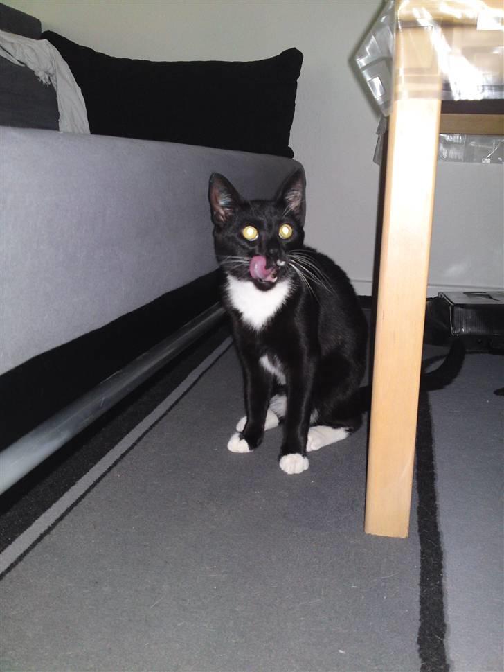 Huskat Joey *R.I.P. skattedreng* billede 7