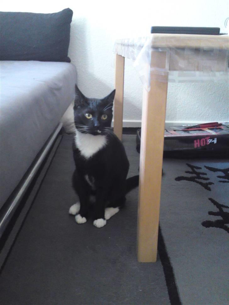 Huskat Joey *R.I.P. skattedreng* billede 8