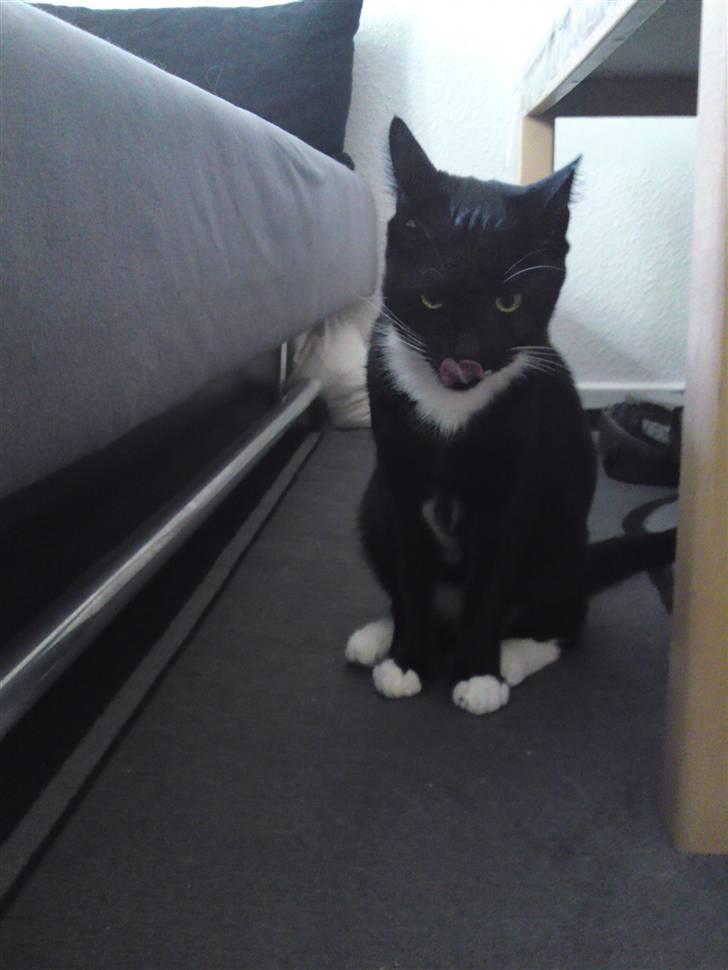 Huskat Joey *R.I.P. skattedreng* billede 9