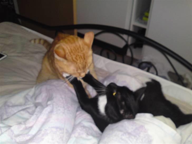 Huskat Joey *R.I.P. skattedreng* billede 10