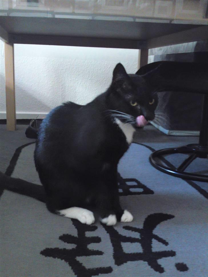 Huskat Joey *R.I.P. skattedreng* billede 11