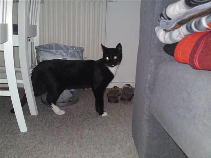 Huskat Joey *R.I.P. skattedreng* billede 12