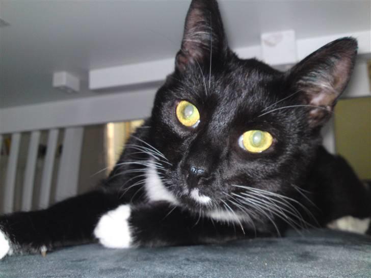 Huskat Joey *R.I.P. skattedreng* billede 13