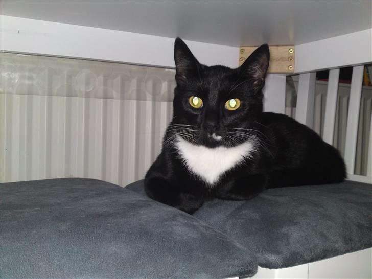 Huskat Joey *R.I.P. skattedreng* billede 14