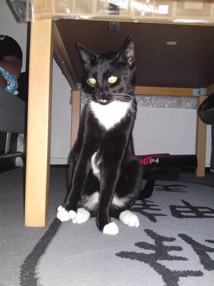 Huskat Joey *R.I.P. skattedreng* billede 15