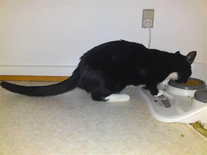 Huskat Joey *R.I.P. skattedreng* billede 16