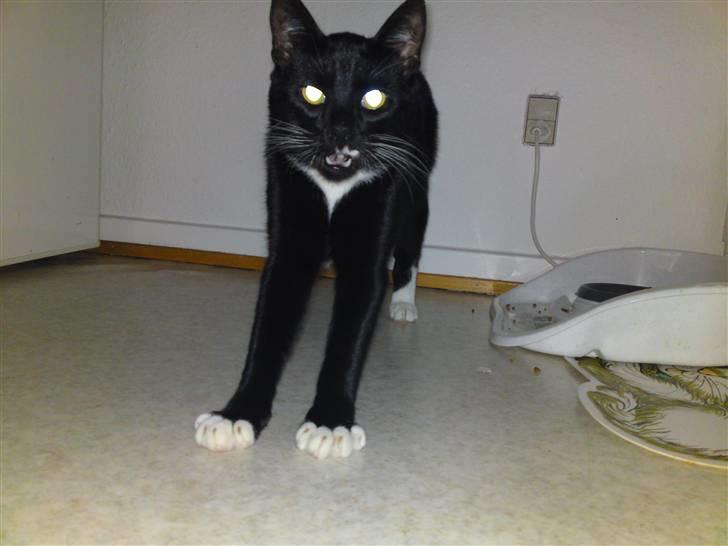 Huskat Joey *R.I.P. skattedreng* billede 17