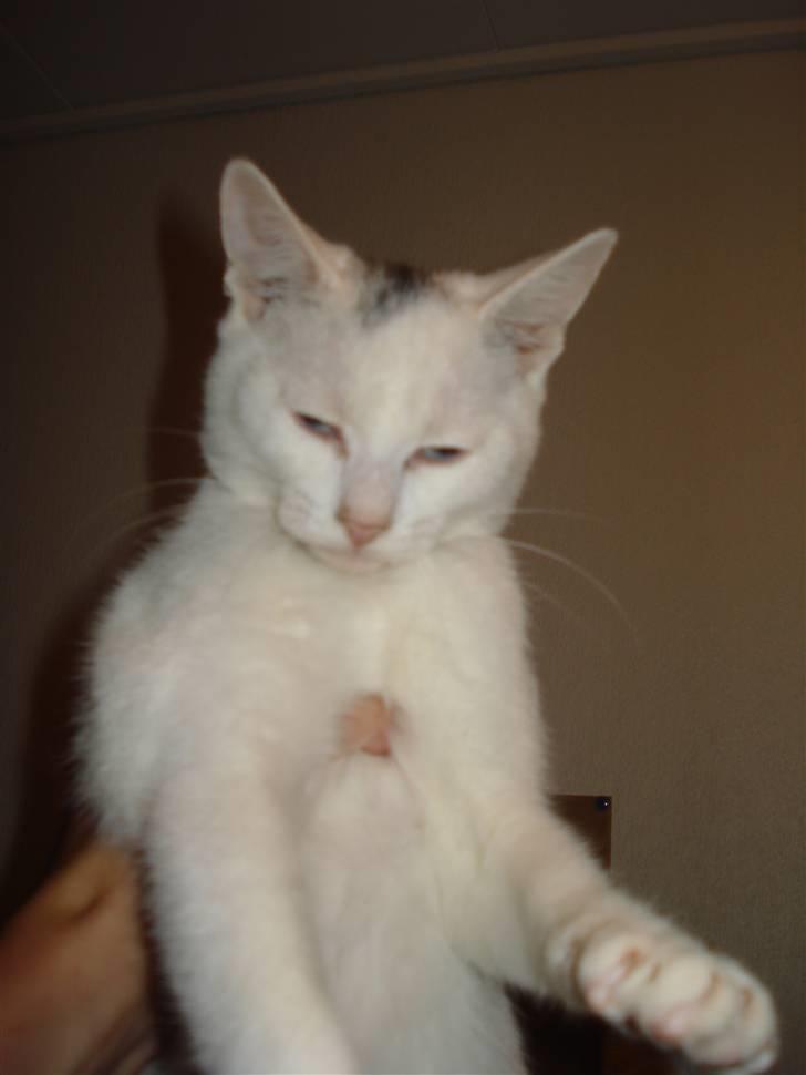 Huskat Bette Mus (solgt) - Bette Mus billede 20