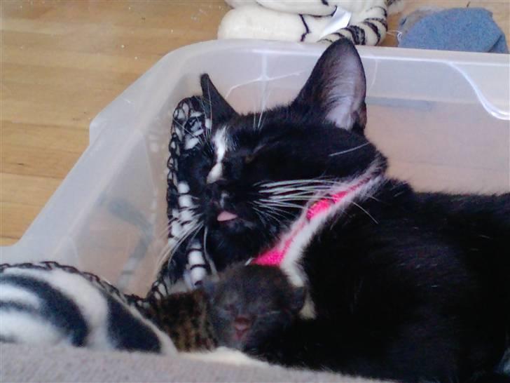 Huskat Blacky SOLGT - Nasakada sammen med sin mor Charlie billede 1