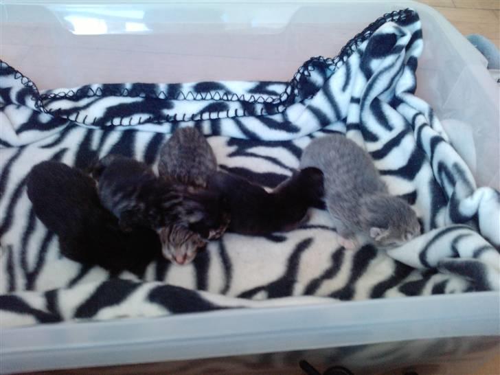 Huskat Blacky SOLGT - nasakada mes sine søskene billede 2