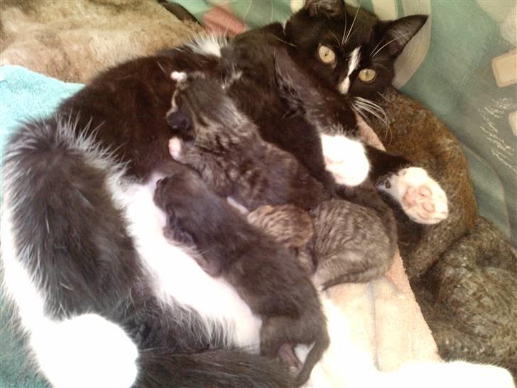 Huskat Blacky SOLGT - Nasakada er den der ligger tættest på kamaraet billede 3