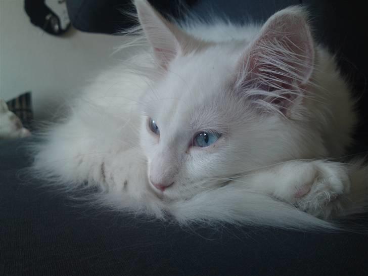 Maine Coon Rajah billede 1