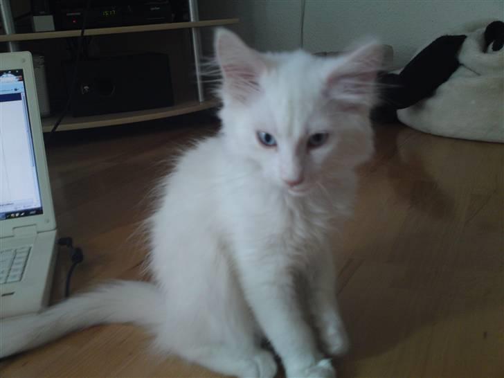 Maine Coon Rajah billede 2